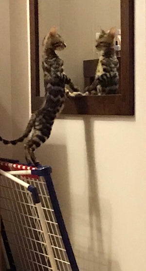 Mirror cat women top